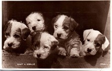 adorable puppy for sale  Moorpark
