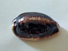 Conchiglia cypraea mauritia usato  Piombino
