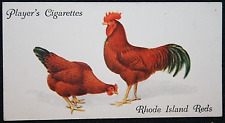 Rhode island red for sale  DERBY