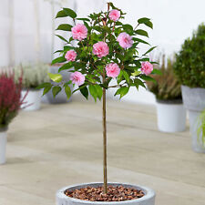 Camellia spring festival for sale  UK