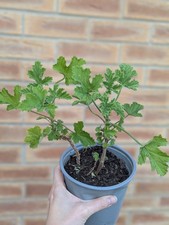 Geranium pelargonium large for sale  WAKEFIELD