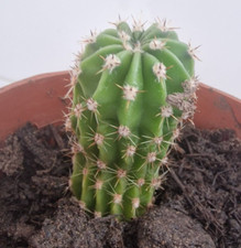 Natural organic hedgehog for sale  UK