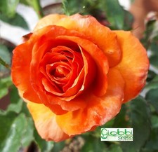 Rosa grandi fiori usato  Monsampolo del Tronto