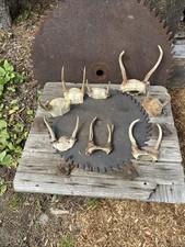 Lot whitetail deer for sale  Naples