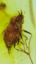 Birmanês burmite Cretáceo Mosca Inseto Fossil âmbar Myanmar, usado comprar usado  Enviando para Brazil