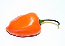 Samen habanero range gebraucht kaufen  Versand nach Germany