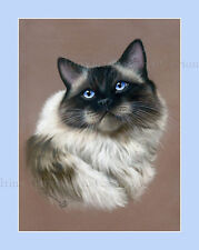 Ragdoll cat coffee for sale  UK
