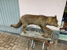 Volpe imbalsamata caccia usato  Robecco Pavese