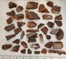 Petrified wood lot for sale  Sarasota