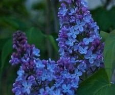 Exotic lilac seeds for sale  Goldsboro