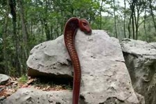 Bastão de caminhada de madeira leve cabeça de cobra marrom bengala para presente comprar usado  Enviando para Brazil