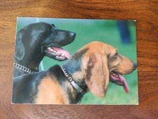 Jagdhund laufhunde hundepostka gebraucht kaufen  Borna
