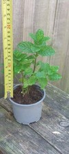 mint plant for sale mint plant for sale CROYDON