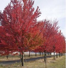 Four red maple for sale  Cumming