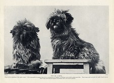 LHASA APSO DOIS CACHORRINHOS ENCANTADORES PRIMEIROS EXEMPLOS DA RAÇA 1930 ESTAMPA DE CACHORRO comprar usado  Enviando para Brazil