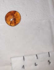 Top fossilien sammlung gebraucht kaufen  Deutschland