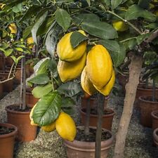 Cedro diamante pianta usato  Valenzano