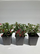 Fuchsia chilli red for sale  WOLVERHAMPTON