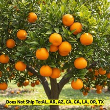 Summerfield navel orange for sale  Vero Beach
