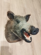 Großer wildschwein kopf gebraucht kaufen  Bad Abbach