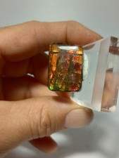 Ammolite bearpaw formation for sale  Oakridge