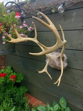 Taxidermy rein deer for sale  BILLINGHAM