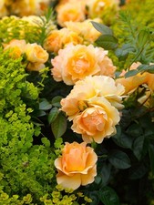 Rose queen bee for sale  UK