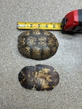Eastern box turtle for sale  Ewing