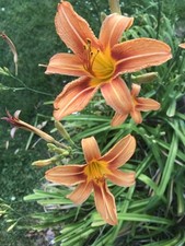 Day ditch lily for sale  Dearborn Heights