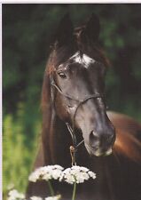 Pferd horse postcard gebraucht kaufen  Deutschland