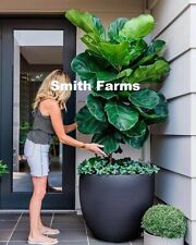 Seeds fiddle leaf for sale  Spring City