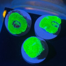 Toxic green acan for sale  HATFIELD