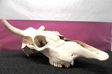 Calavera 20" Toro Vaca Novillo Bovino Con 1 1/2 Cuernos Natural Real ¡Ver Fotos!! segunda mano  Embacar hacia Mexico