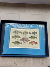 1890 lithograph exotic for sale  HUDDERSFIELD