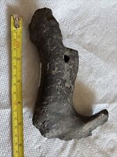 Fossil pliocene sirenian for sale  Toms River