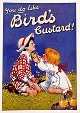 Bird custard young for sale Bird custard young for sale  POOLE