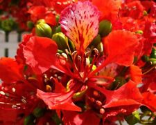 Caesalpinia pulcherrima red usato  Trappeto