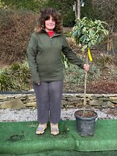 Photinia seratifolia variegate for sale  MACCLESFIELD