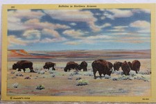 Cartão postal Arizona AZ Northern Buffalos antigo vintage cartão vista lembrança padrão PC comprar usado Cartão postal Arizona AZ Northern Buffalos antigo vintage cartão vista lembrança padrão PC comprar usado  Enviando para Brazil