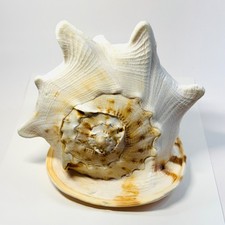 Seashell cassis cornuta for sale  Channahon