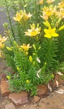 Day lillies for sale  Pangburn