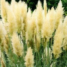 Pampasgras cortaderia selloana gebraucht kaufen Pampasgras cortaderia selloana gebraucht kaufen  Aulendorf