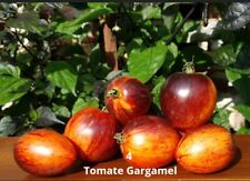 Tomate gargamel graines d'occasion  Évaux-les-Bains