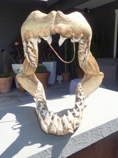 Mako shark jaws for sale  Windsor
