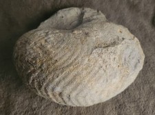 Pierres fossiles ammonite d'occasion  Nice-