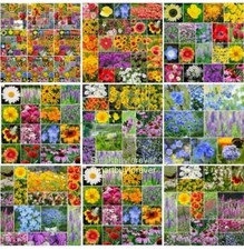 500 annual perennial for sale  Buffalo