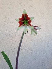 Hippeastrum hybrid eyn1 usato  Bagnoregio