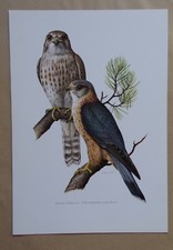 Planche oiseaux faucon d'occasion  Grancey-le-Château-Neuvelle