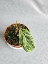 Philodendron gloriosum variega gebraucht kaufen Philodendron gloriosum variega gebraucht kaufen  Berlin