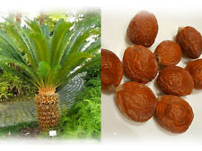 Cycas revoluta japanese for sale  LONDON